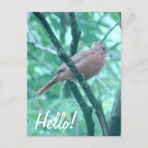 Hej! Säg Hi Cardinal på Gren Vykort