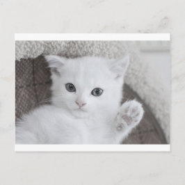 "Hej!" säger den söta vita baby Kattunge Vykort