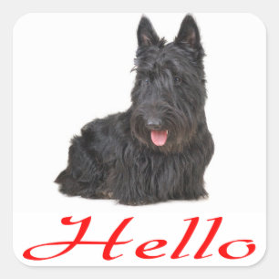 Hej Scottish Terrier Puppy Hund Sticker/Etikett Fyrkantigt Klistermärke