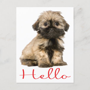 Hej Shih Tzu Puppy Hund vykort
