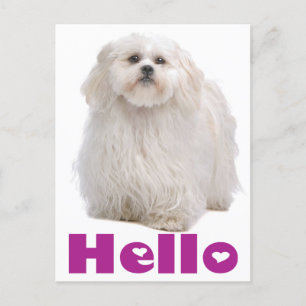 Hej Shih Tzu Puppy Hund vykort