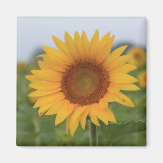 Hej Solrosoljetrågen Magnet