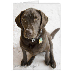Hej söt Labrador Retriever snöströdd Hälsningskort