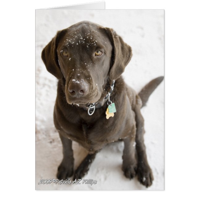 Hej Sweet Labrador Retriever Snö Sprinkled Hälsningskort (Framsidan)