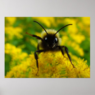 Hej till allmänheten poster