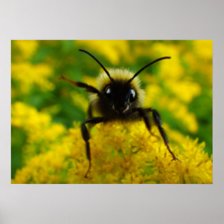 Hej till allmänheten poster