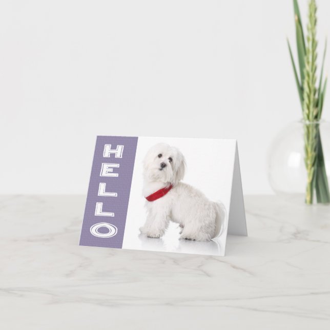 Hej Vitt maltesiskt Puppy Hund Blank Note Card Kort (Framsida)