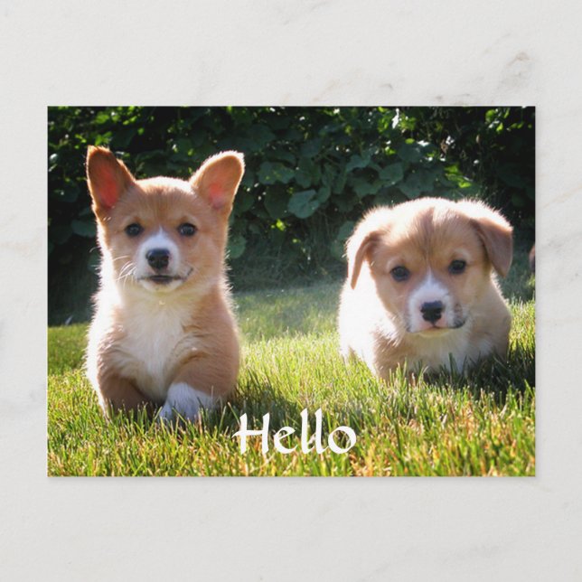 Hej Welsh Pembroke Corgi Puppy Hund vykort (Framsida)