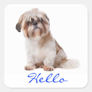 Hej White Shih Tzu Puppy Hund Hälsning Stickers Fyrkantigt Klistermärke