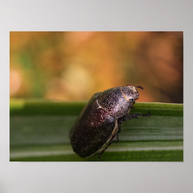 Hej World! Poster (Framsidan)