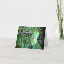 hejcaterpillarnotecard kort