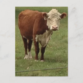 Hejer för Hereford konågot att säga Vykort
