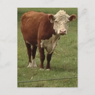 Hejer för Hereford konågot att säga Vykort