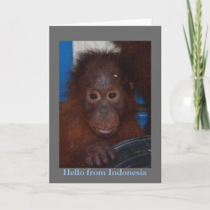 Hejer från det Indonesien Orangutanfotoet Kort