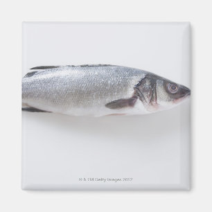 Hel branzinifisk magnet