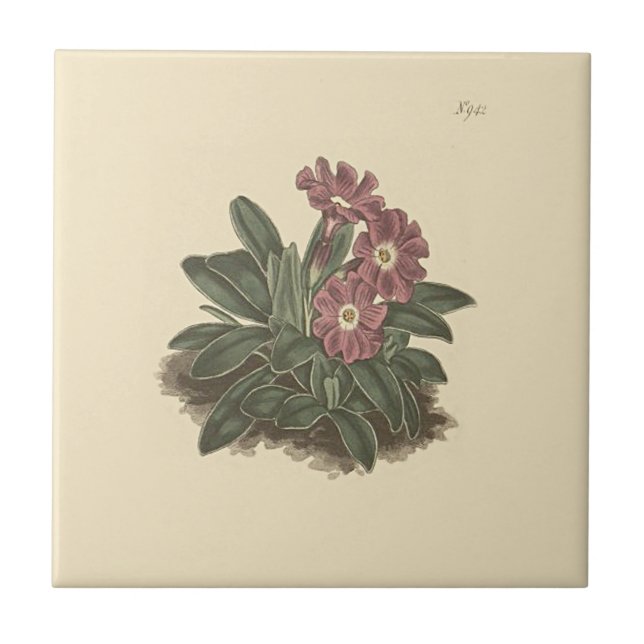 Hela den botaniska illustrationen av utskriven Pri Kakelplatta (Framsidan)