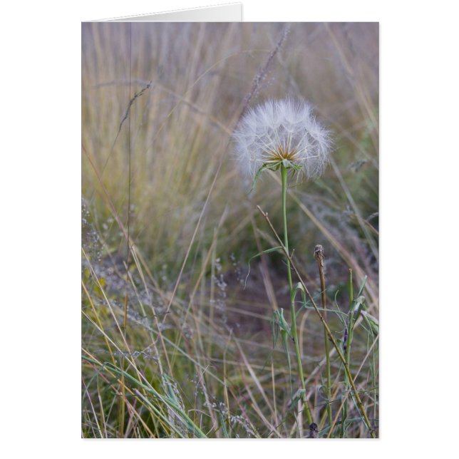 Hela det lilla sak hälsningskort (Framsidan)