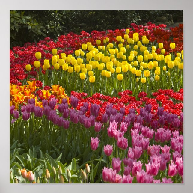 Hela regnbågens färg poster (Framsidan)