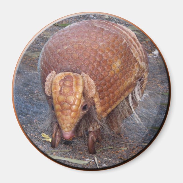 Helaines Armadillo Magnet (Framsidan)