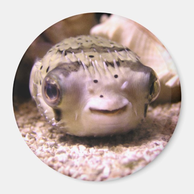 Helaine's Blowfish Pufferfish Magnet (Framsidan)