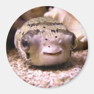 Helaines BlowfishPufferfish Magnet