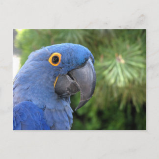 Helaine's Blue Parrot Vykort