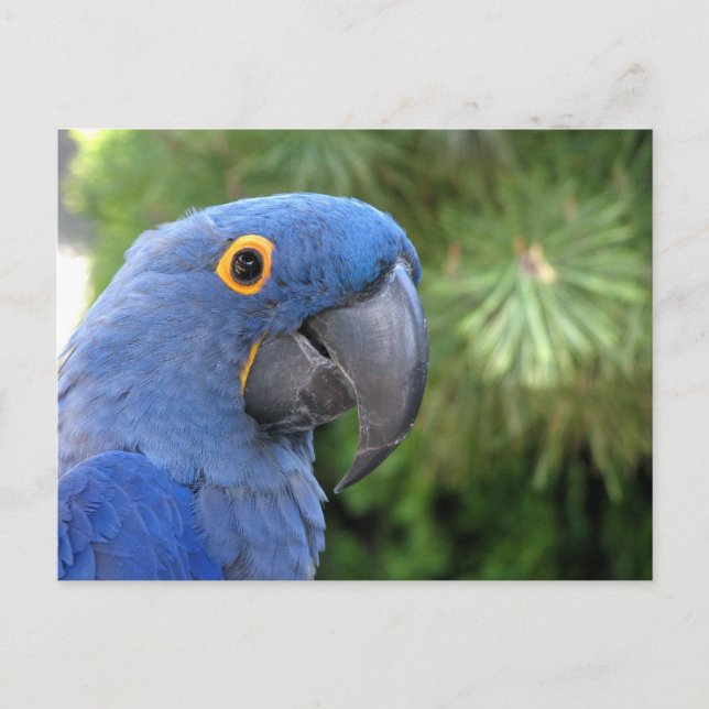 Helaine's Blue Parrot Vykort (Framsida)