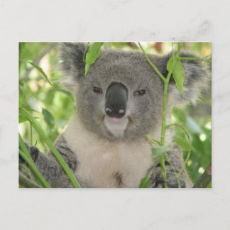 Helaine's Koala Bear Vykort