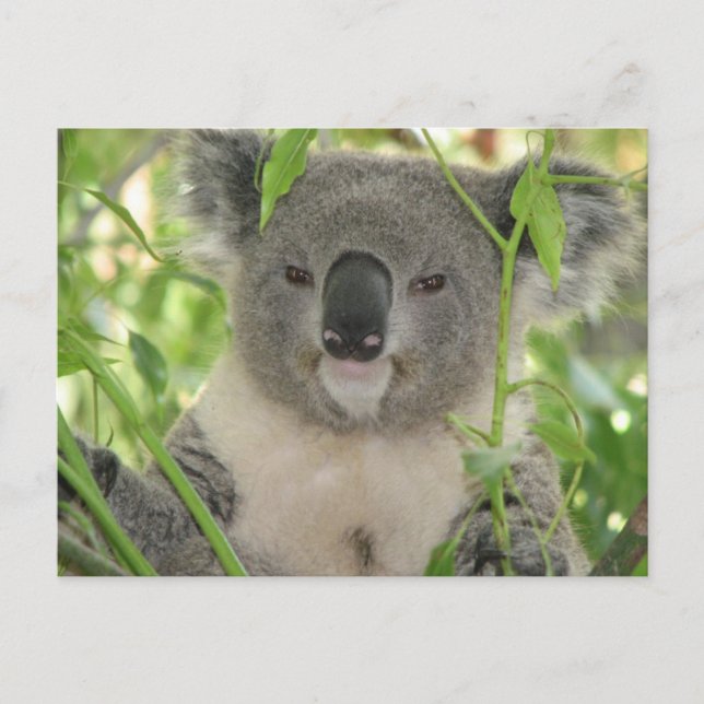Helaine's Koala Bear Vykort (Framsida)