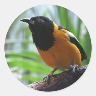 Helaines Oriole Runt Klistermärke