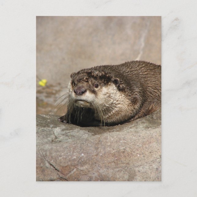 Helaine's Otter Vykort (Framsida)