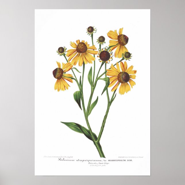 Helenium atropurpureum poster (Framsidan)