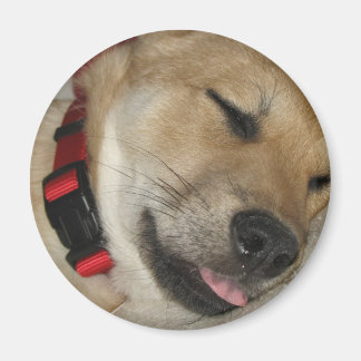 Helg Dexter Bebe Magnet