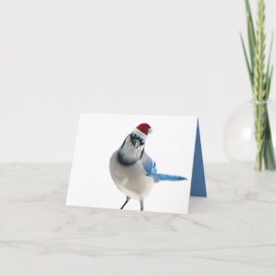 Helgdag Blue Jay Helgkort