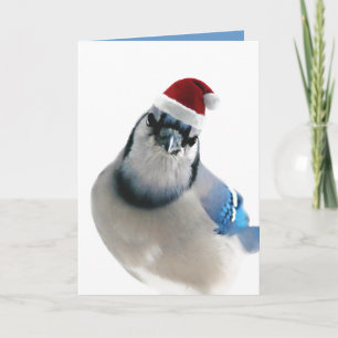 Helgdag Blue Jay Helgkort
