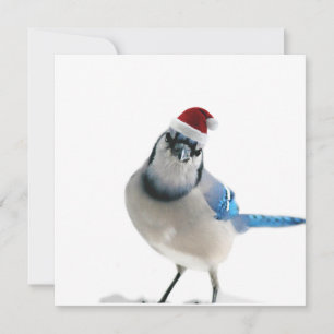 Helgdag Blue Jay Inbjudningar