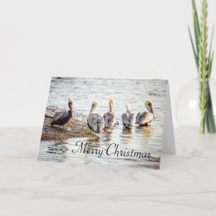 Helgdag Coastal Brown Pelicans Tack Kort