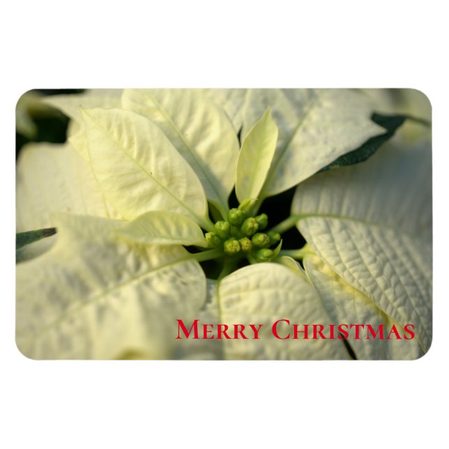 Helgdag Magnet-Poinsettia Magnet (Horisontell)