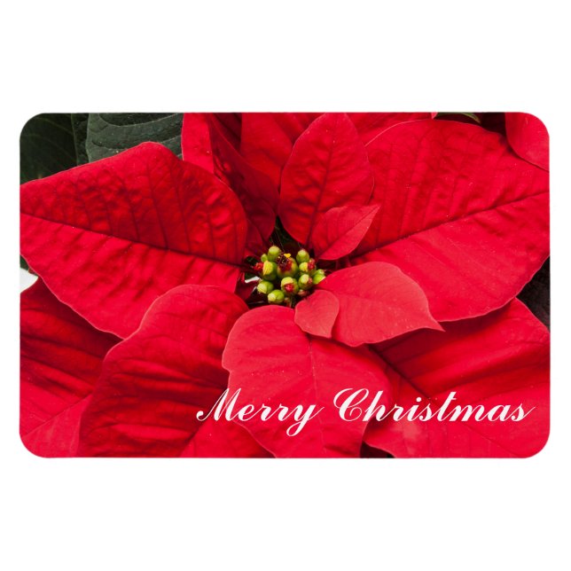 Helgdag Poinsettia Magnet (Horisontell)