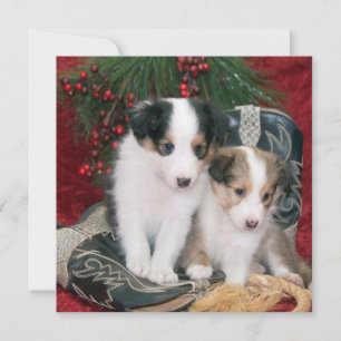 Helgdag Shetland Sheepdog Puppies Julkort