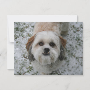 Helgdag Shih-Tzu Cute Adsible Hund Julkort