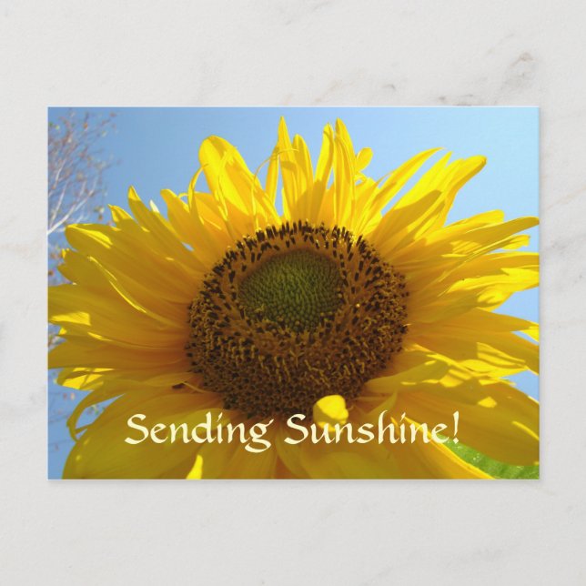 Helgdagar för SUNSHINE Post Card Sun Flower Postca Helg Vykort (Framsida)