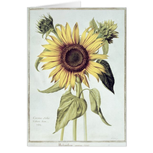 Helianthus annuus från 'Velins du Roi Vol.36' Hälsningskort (Framsidan)