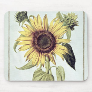 Helianthus annuus från 'Velins du Roi Vol.36' Musmatta