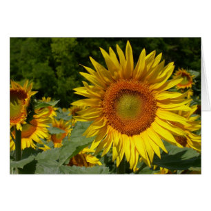 Helianthus annuus hälsningskort