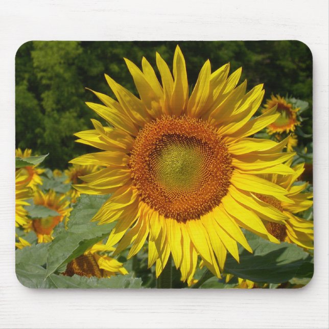 Helianthus annuus musmatta (Framsidan)