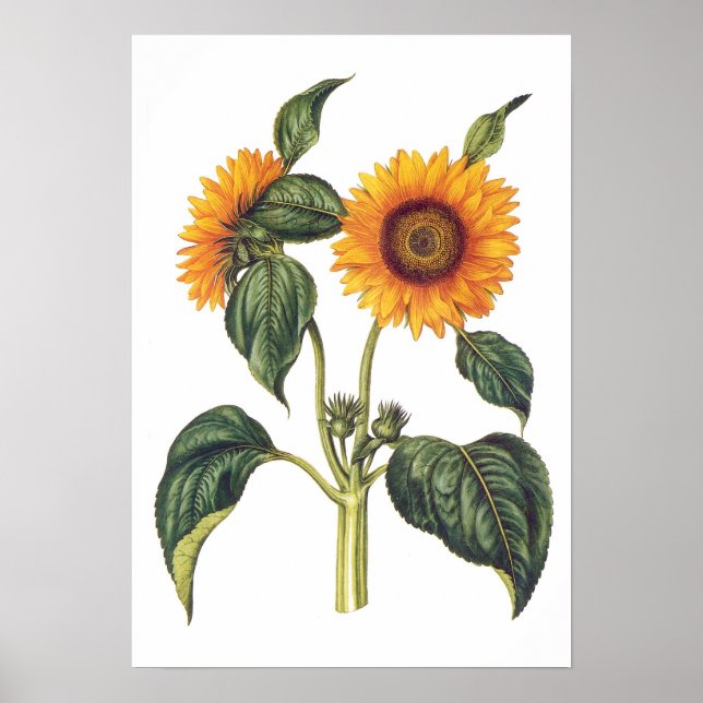 Helianthus annuus poster (Framsidan)