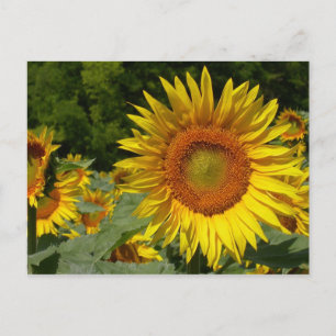 Helianthus annuus vykort