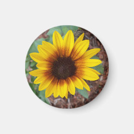 Helianthus Årus Magnet