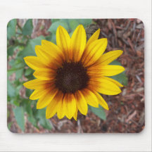 Helianthus Årus